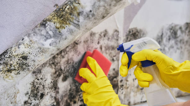 Forensic Mold Investigation in Durham, CA